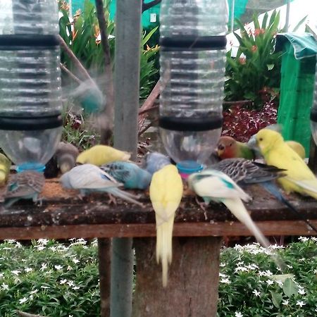 فيلا بانتايْ تْشينانغفي T Garden المظهر الخارجي الصورة